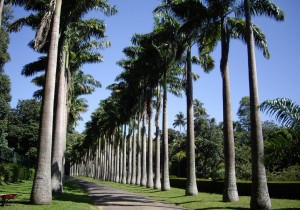 Palmeira Real