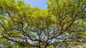 Doação milionária apoia pesquisa sobre árvores nativas com alto valor econômico