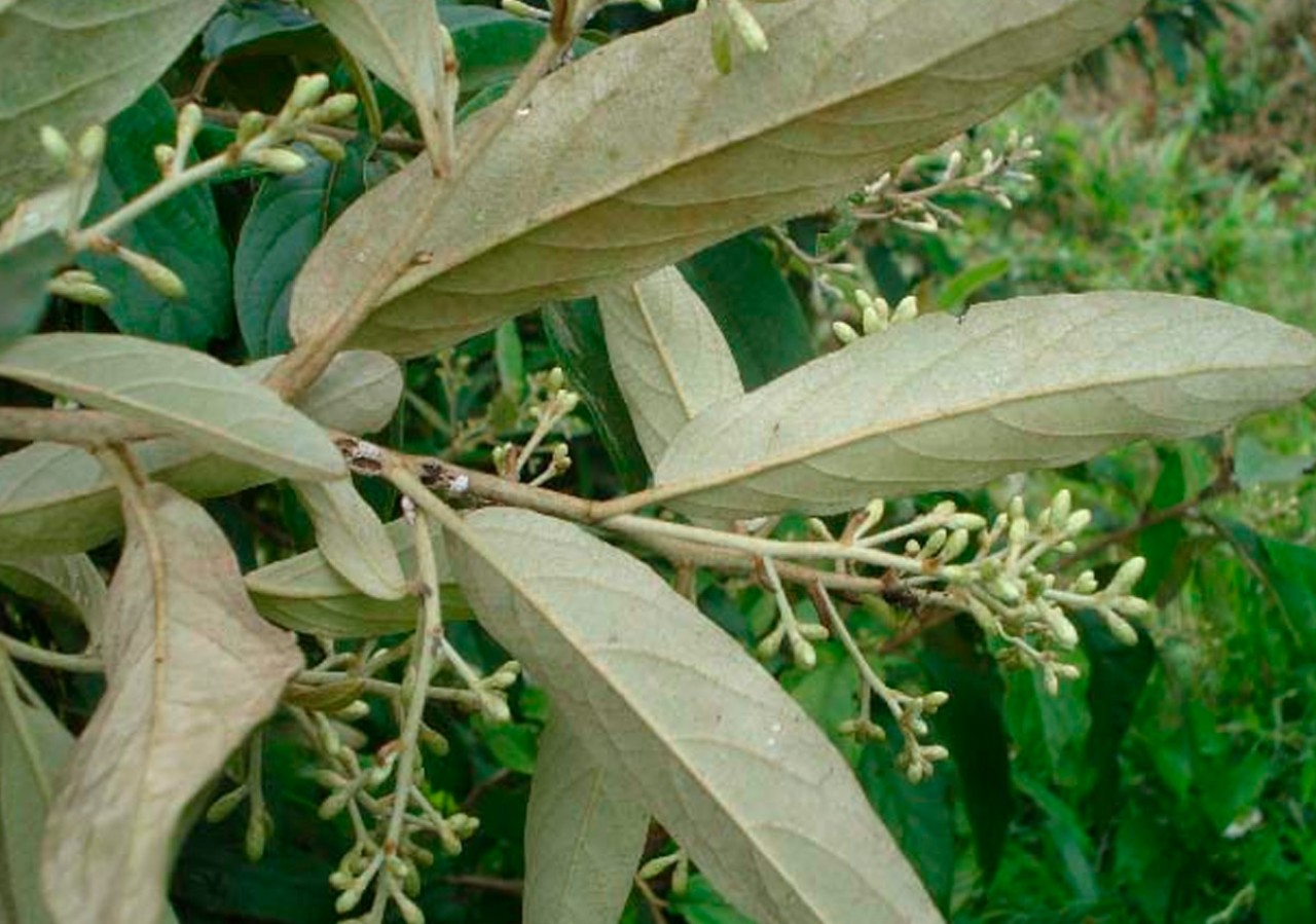 Cambar&aacute;