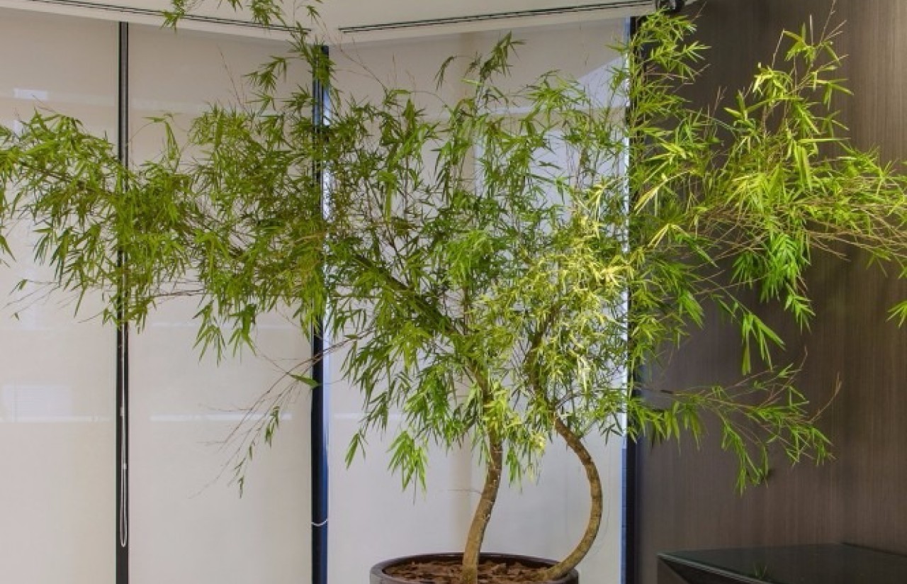 Bambu Mossó